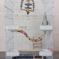 عروس هلندی ماده