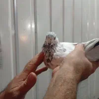 کبوترا همه مست مست|پرنده|کلاردشت, |دیوار