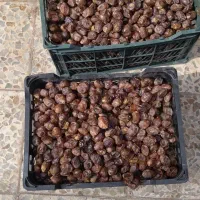 خرمای برحی تمیز
