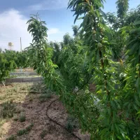 فروش-یا-تهاتر-زمین-باغی