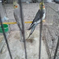 عروس هلندی|پرنده|رشت, منظریه|دیوار