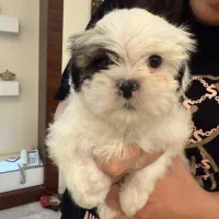 سگ شیتزو|سگ|تهران, شهرآرا|دیوار