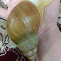 3 عدد حلزون البیونو  12 سانتی بزرگ مولد