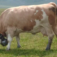 گاو گوساله شنگل سیمینتال