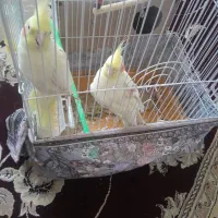 یک جفت عروس هلندی