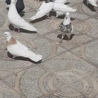 کبوتر|پرنده|مبارکه, |دیوار