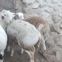 بره نر