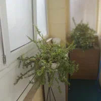 دو عدد درختچه بنسای کراسولا خرفه