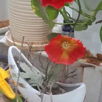 گل شقایق