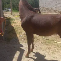 یک عدد کره کرد نریان