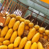 نیازمند یک شاگرد