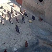 بوقلمون محلی