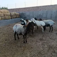فروشی|حیوانات مزرعه|بادرود, |دیوار