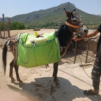 قاطر فروش