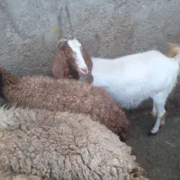 بزجوان سرحال دوررگ ۲۰میلیون