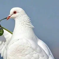 فیش حج تمتع