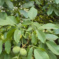 نهال گــردوی مرغوب و با سازگاری بالا|خدمات باغبانی و درختکاری|مریوان, |دیوار