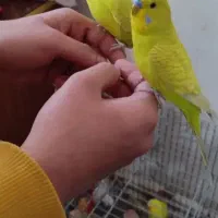 مرغ عشق‌ طوطی‌ رنگین‌کمانی|پرنده|گلستان (تهران), |دیوار