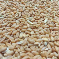 گندم یونجه