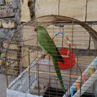 پرنده طوطی سخنگو|پرنده|کرج, کلاک نو|دیوار