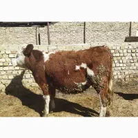 گوساله سیمینتال جنس