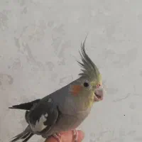 عروس هلندی رام و دستی