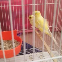 قناری جفت به شرط جوجه چهار تخم