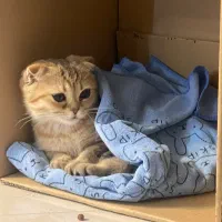 گربه اسکاتیش خاص ماده|گربه|ری, شهرک نظامی|دیوار