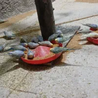 مرغ عشق رینبو