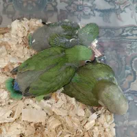 طوطی برزیلی سرلاکی