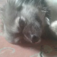 سگ تمیز و واقعا مهربون|سگ|تبریز, |دیوار