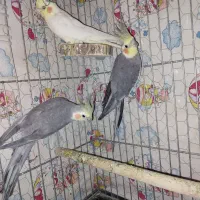 عروس هلندی