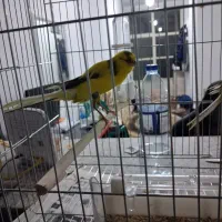 قناری رسمی بلند ماده|پرنده|ری, شهرک نظامی|دیوار