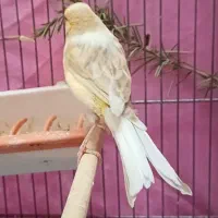 قناری ماده جفتی سهره اماده|پرنده|فردیس, نگارستان|دیوار