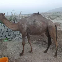 3عدد شتر به فروش میرسد