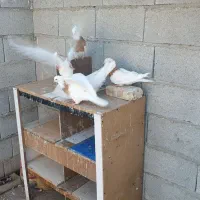 طوقی|پرنده|خواجه, |دیوار