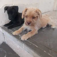 پاکوتاه اشپیتز دوماهه|سگ|گرگان, |دیوار