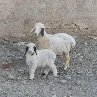 میش دورگ سیستانی با بره