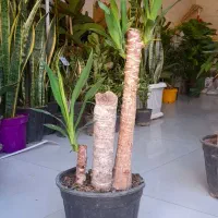 درختچه ی یوکا بنسای|گل و گیاه طبیعی|قم, نیروگاه|دیوار