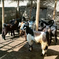 فروش کره نر