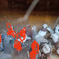 کبوتر سالم به شرط .توجه|پرنده|برازجان, |دیوار