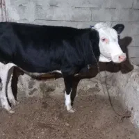 گوساله ۱۵ماهه سیمینتال
