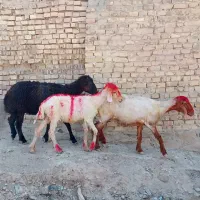 بره.شیشک.میش سه تا باهم ۲۳تومن|حیوانات مزرعه|مسجد سلیمان, |دیوار