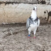 کبوتر ماده