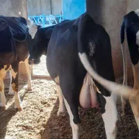 گاو شیری تلیسه با گوساله|حیوانات مزرعه|جلگه رخ, |دیوار