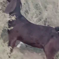 دوتا بز آبستن با بز کهره|حیوانات مزرعه|جیرفت, |دیوار