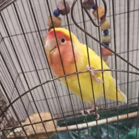 طوطی برزیلی|پرنده|تهران, شهرک خرازی|دیوار