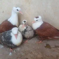 جوجه کفتر کلاغ کربلایی ( کله‌سفید)