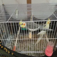 یک جفت عروس هلندی