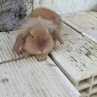 خرگوش